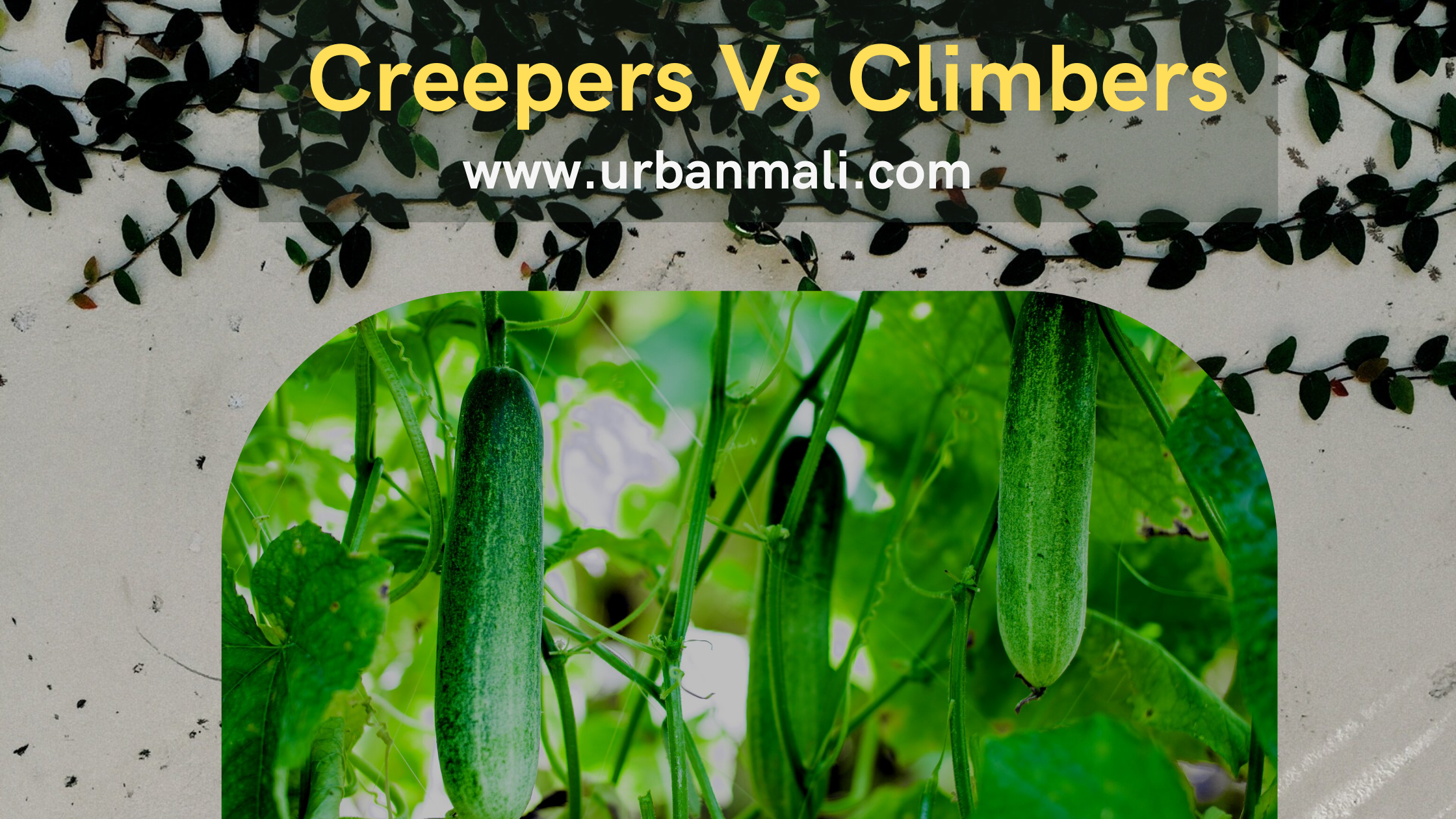 What is the difference between a climber and a creeper? - Quora