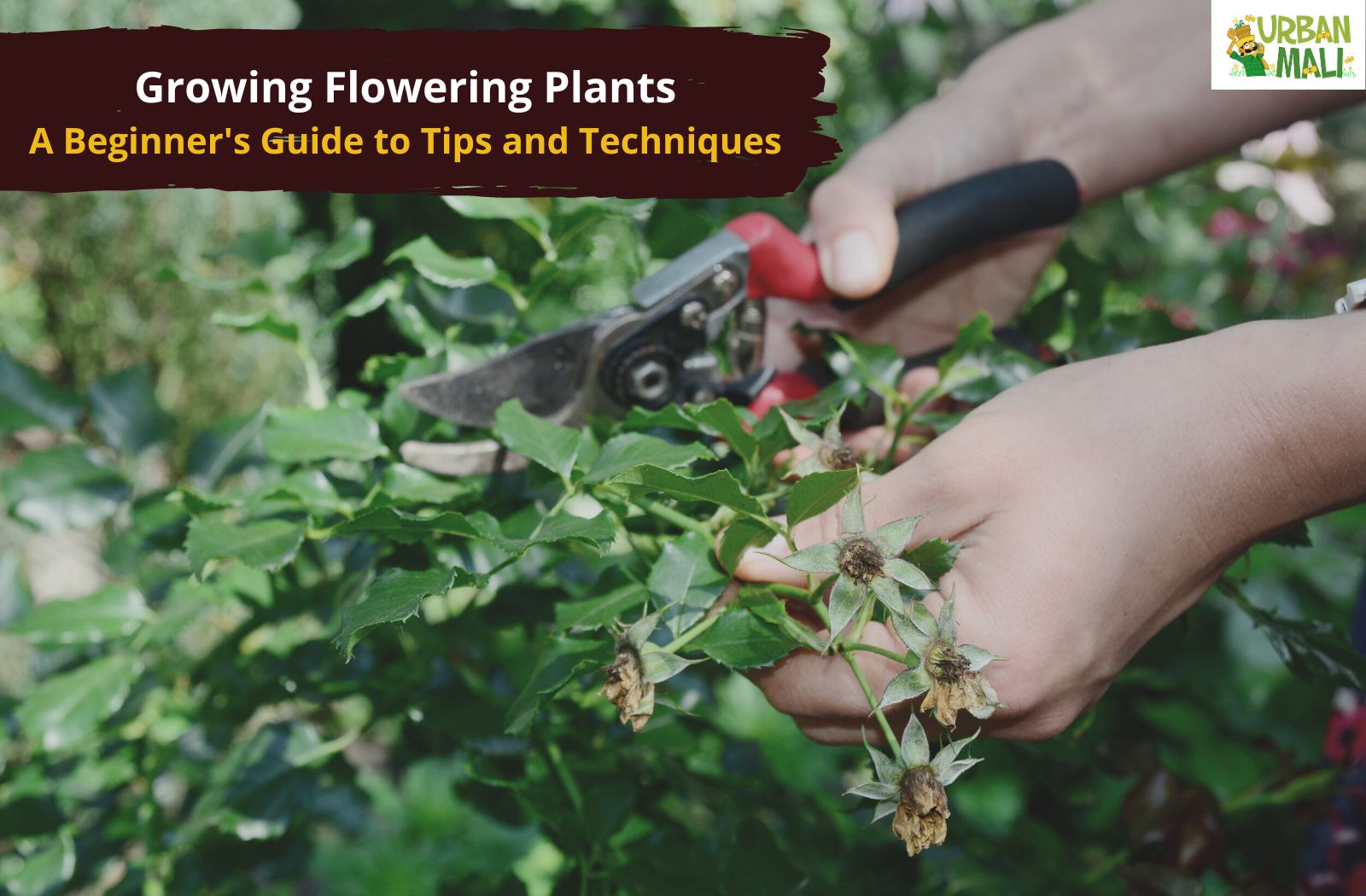 Growing Flowering Plants: A Beginner's Guide to Tips and Techniques –  UrbanMali