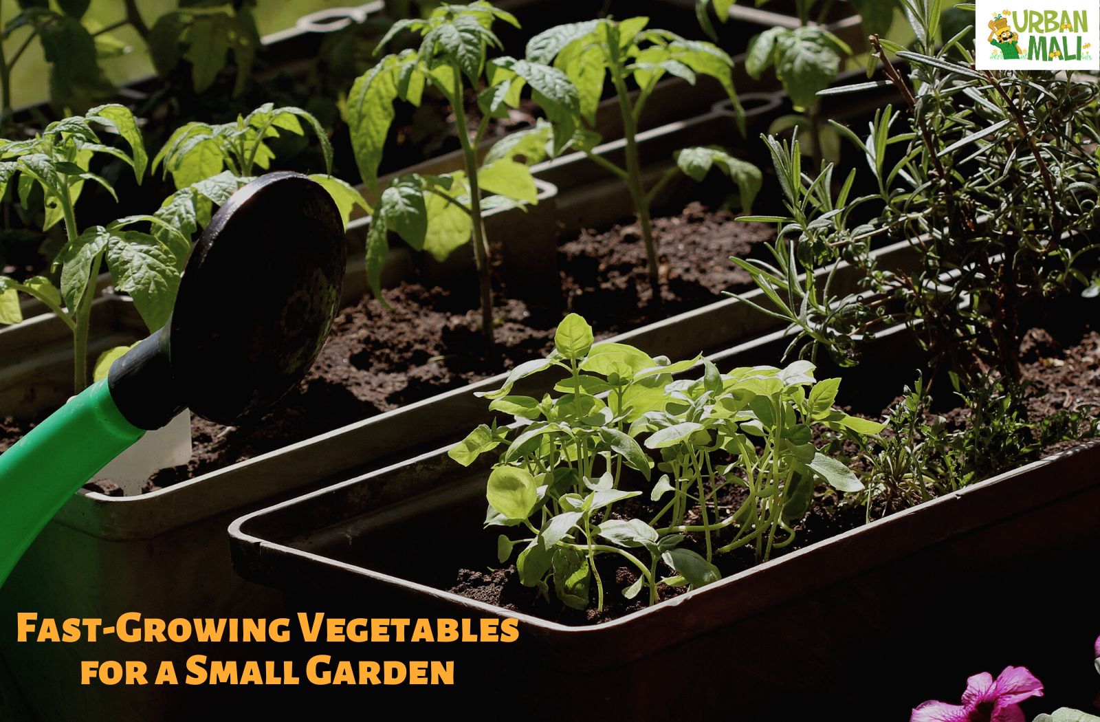 Easy-to-Grow Vegetables in Grow Bags: Perfect for Small Spaces – UrbanMali