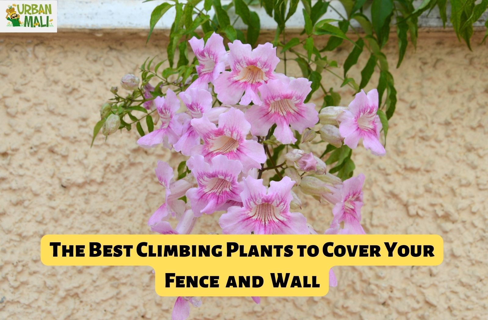Curtain Creeper: An Easy-To-Grow Climbing Plant That Makes Your Home Garden  Vibrant