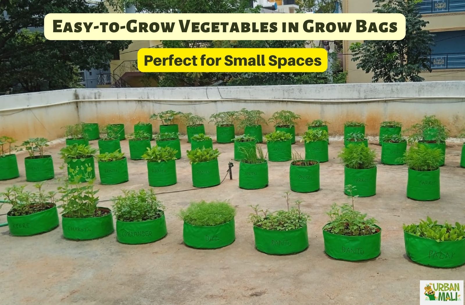 Small Space Gardening with Grow Bags
