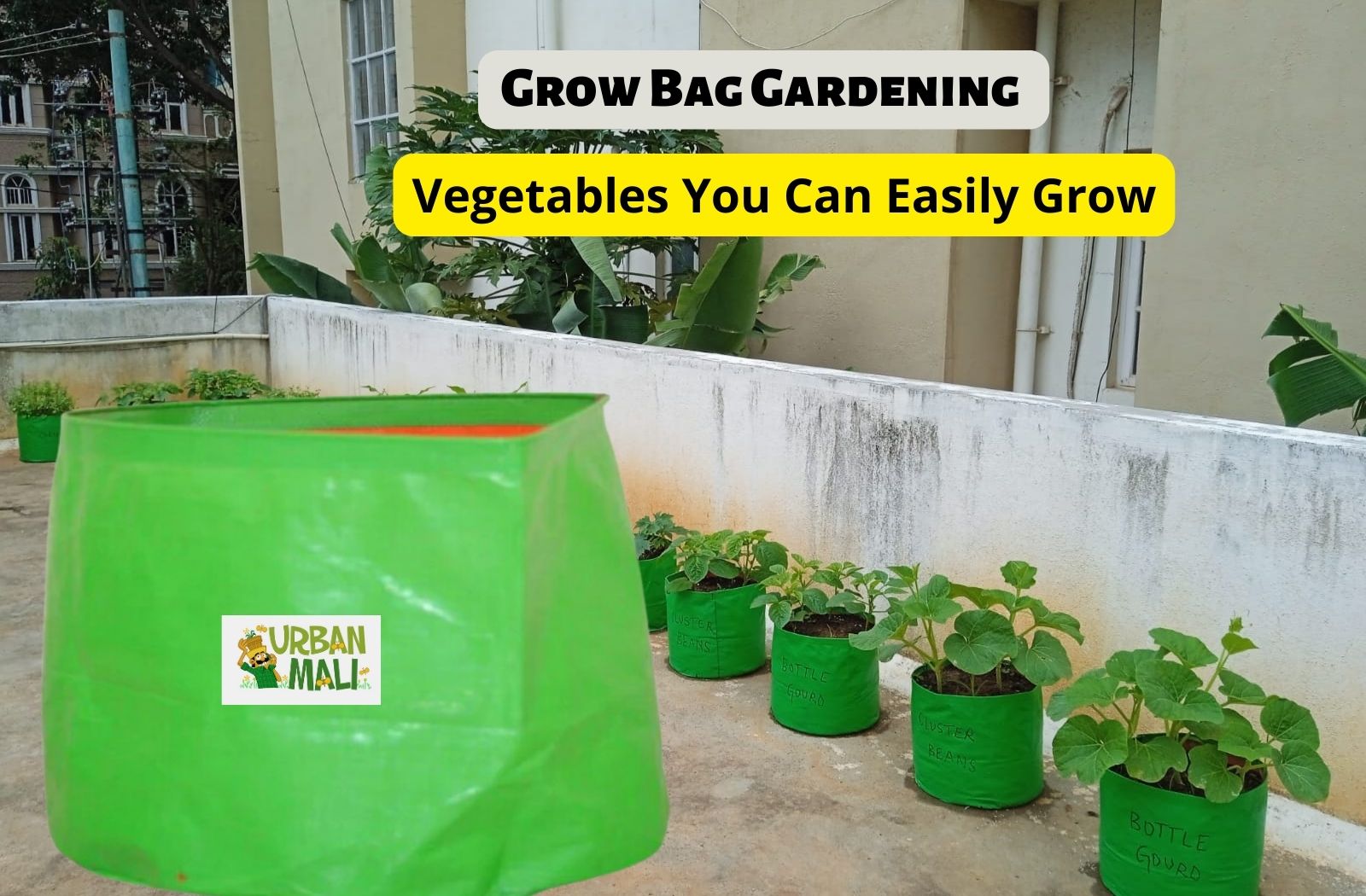 The Best Vegetables to Grow in Grow Bags: Easy and Productive Options –  UrbanMali