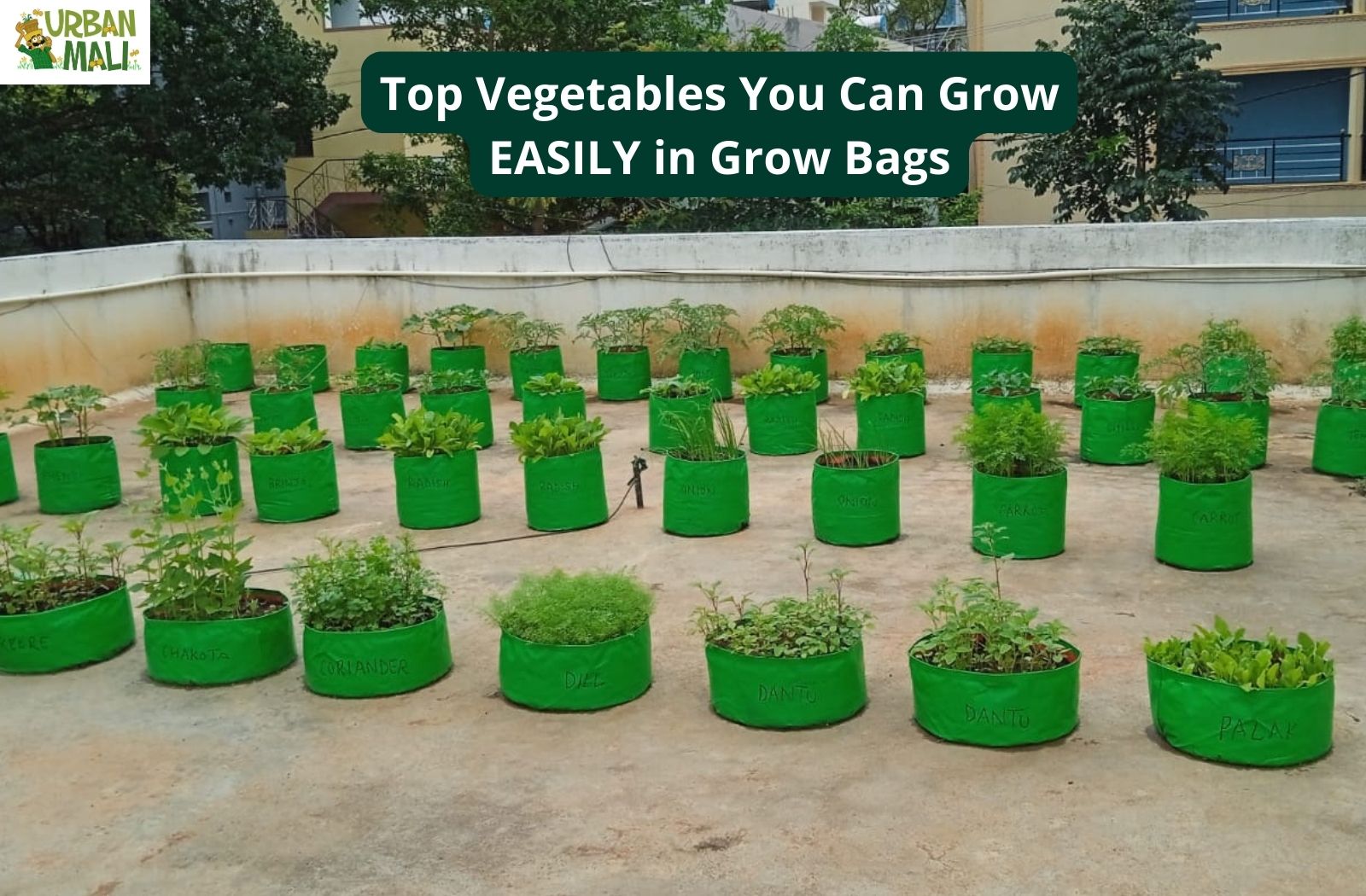 The Best Vegetables to Grow in Grow Bags: Easy and Productive Options –  UrbanMali