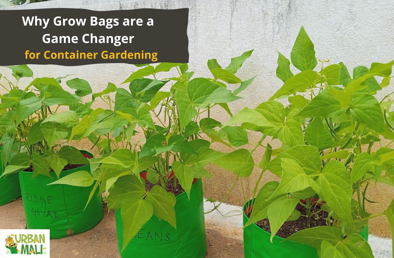 The Benefits of Using Grow Bags in Your Garden – UrbanMali