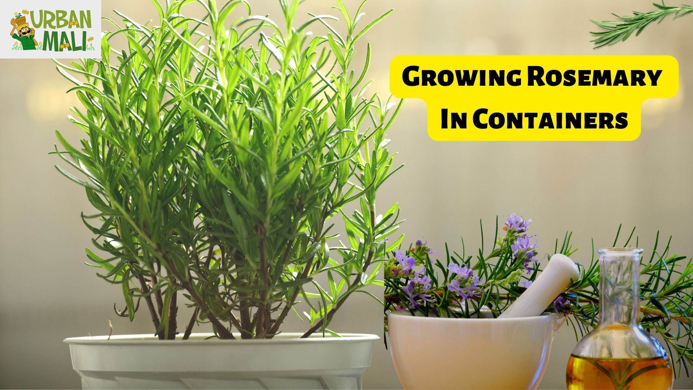 15 Tips for Growing Rosemary in Pots or Containers