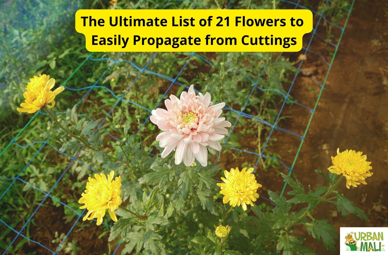 flowering plants list