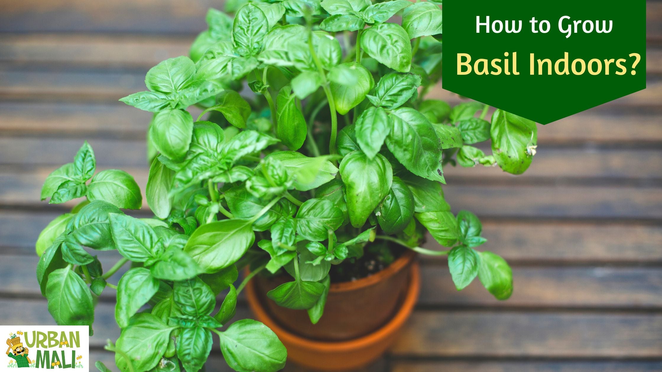 How to Grow Basil Indoors UrbanMali