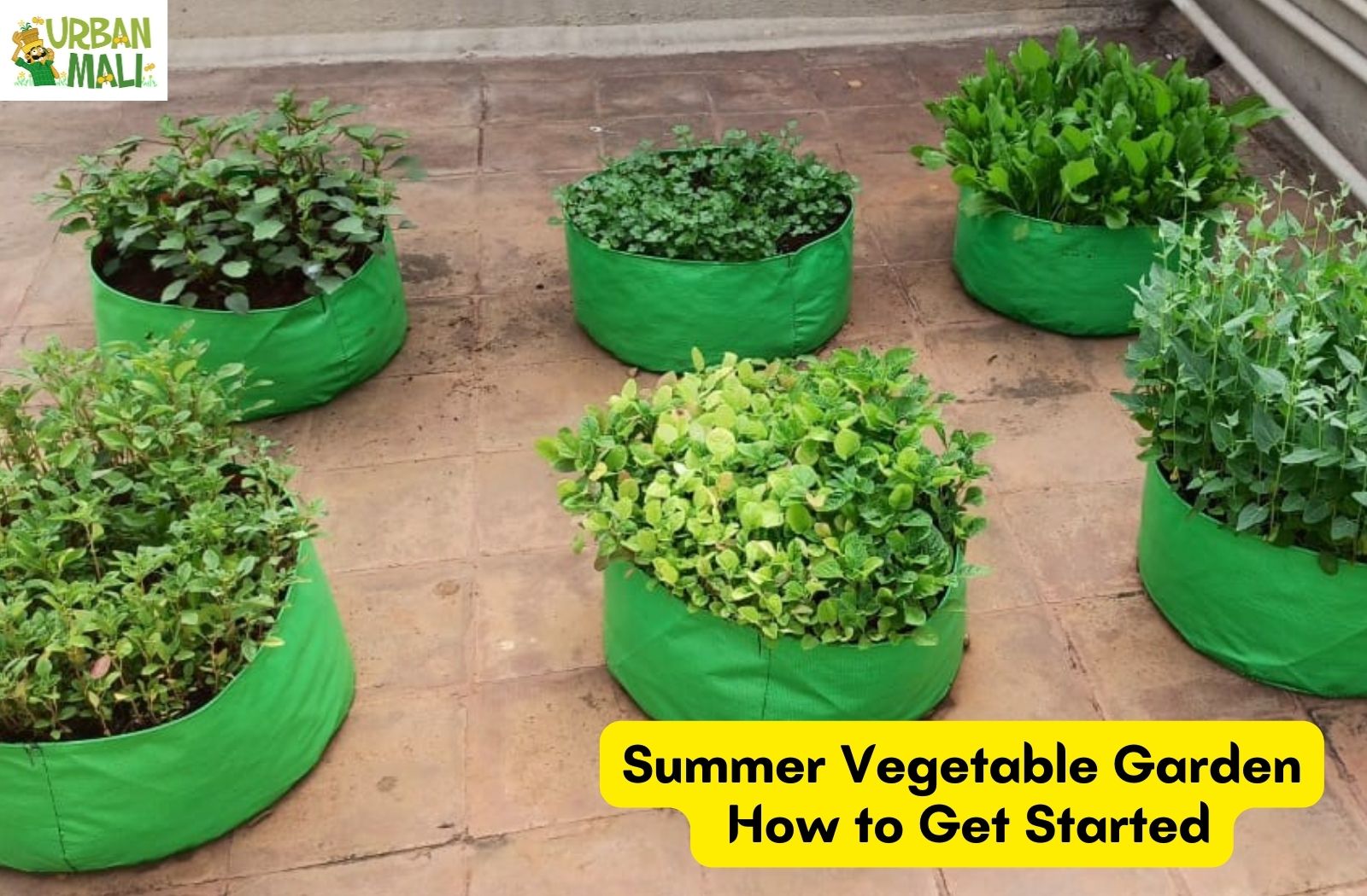 Easy-to-Grow Vegetables in Grow Bags: Perfect for Small Spaces – UrbanMali