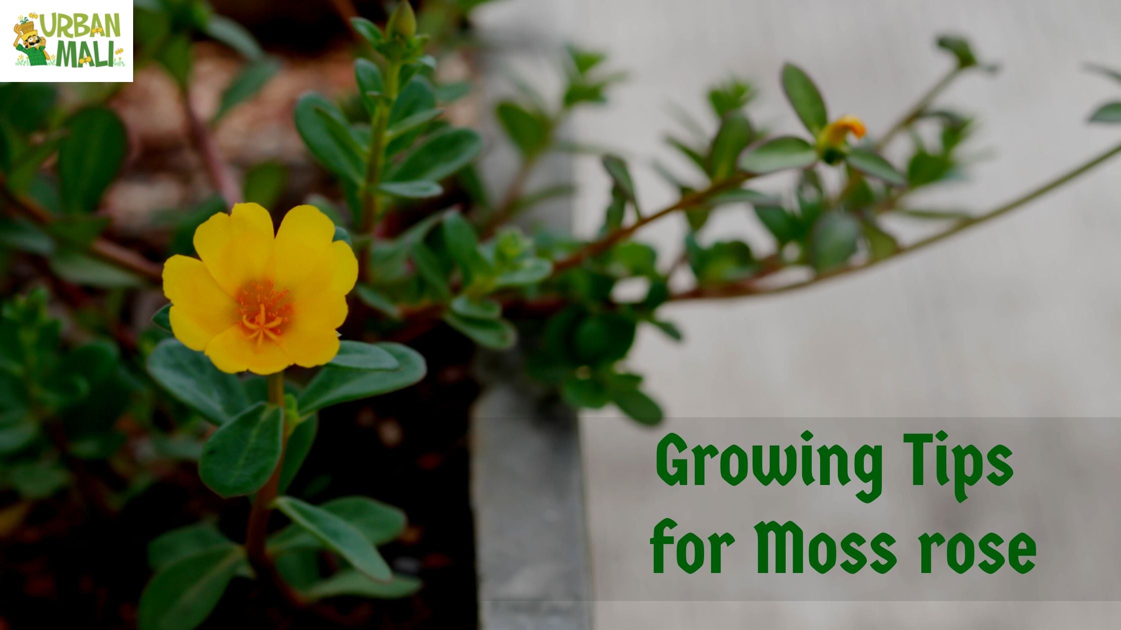How to Grow Moss Rose Flowers Tips