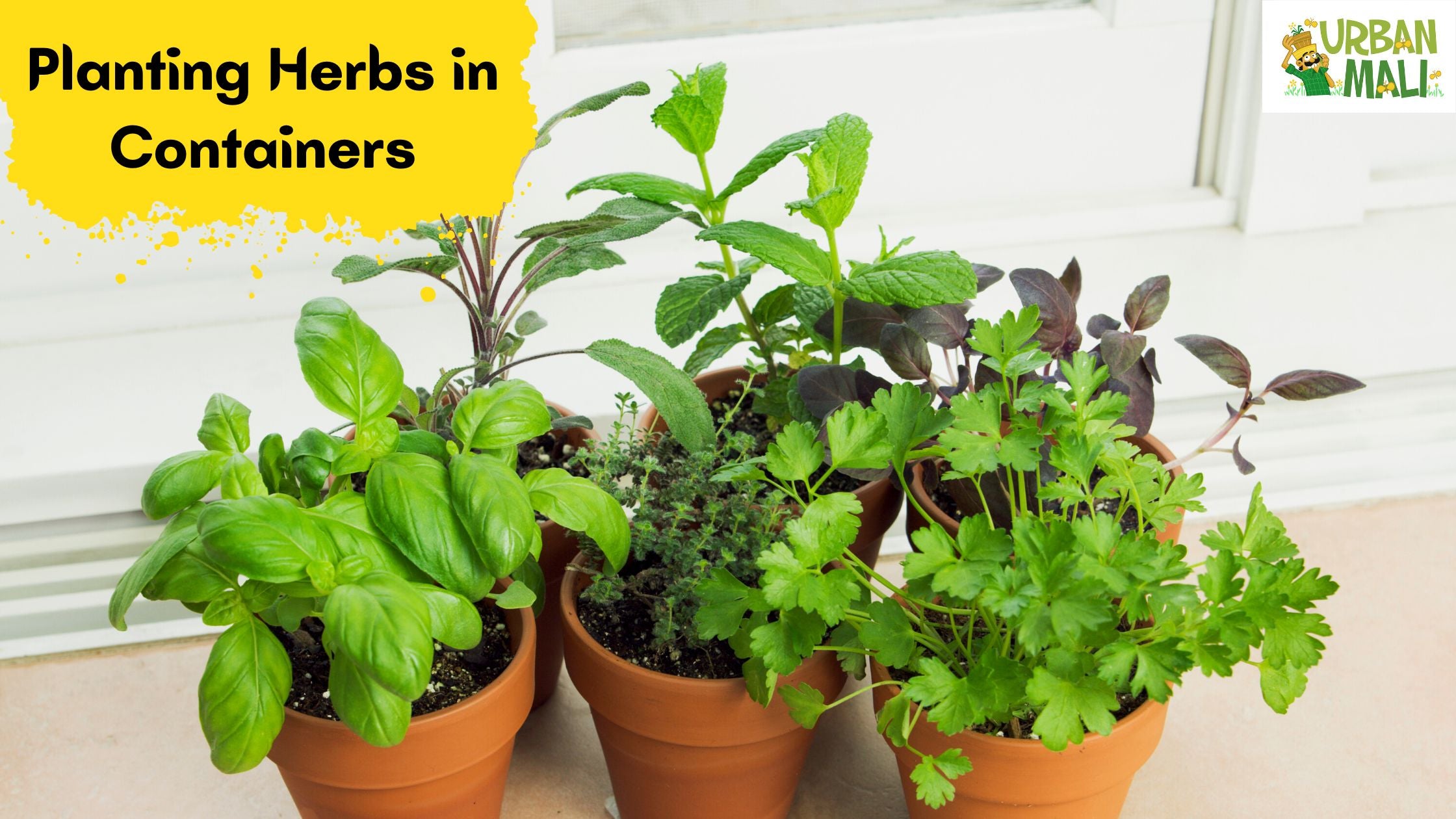 Planting Herbs in Containers Oregano Chives Thyme Mints Basil