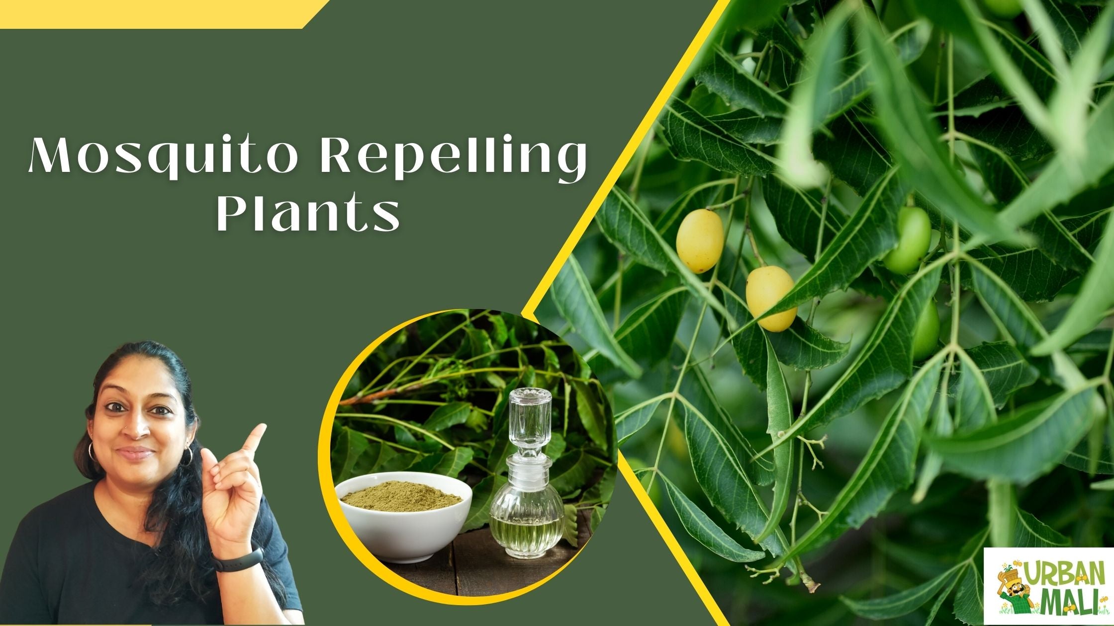 Mosquito Repelling Plants UrbanMali