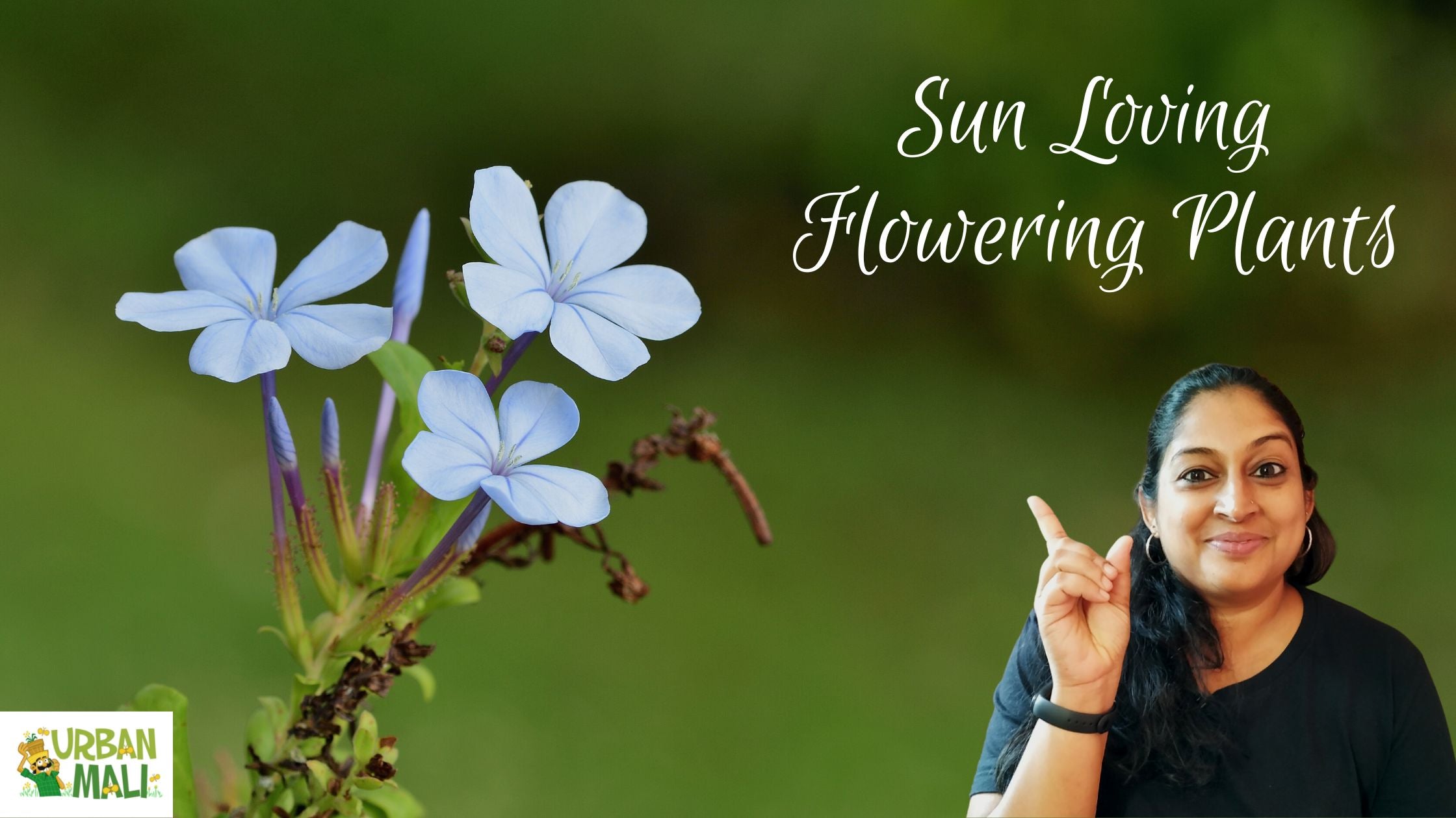 Sun Loving Flowering Plants – UrbanMali