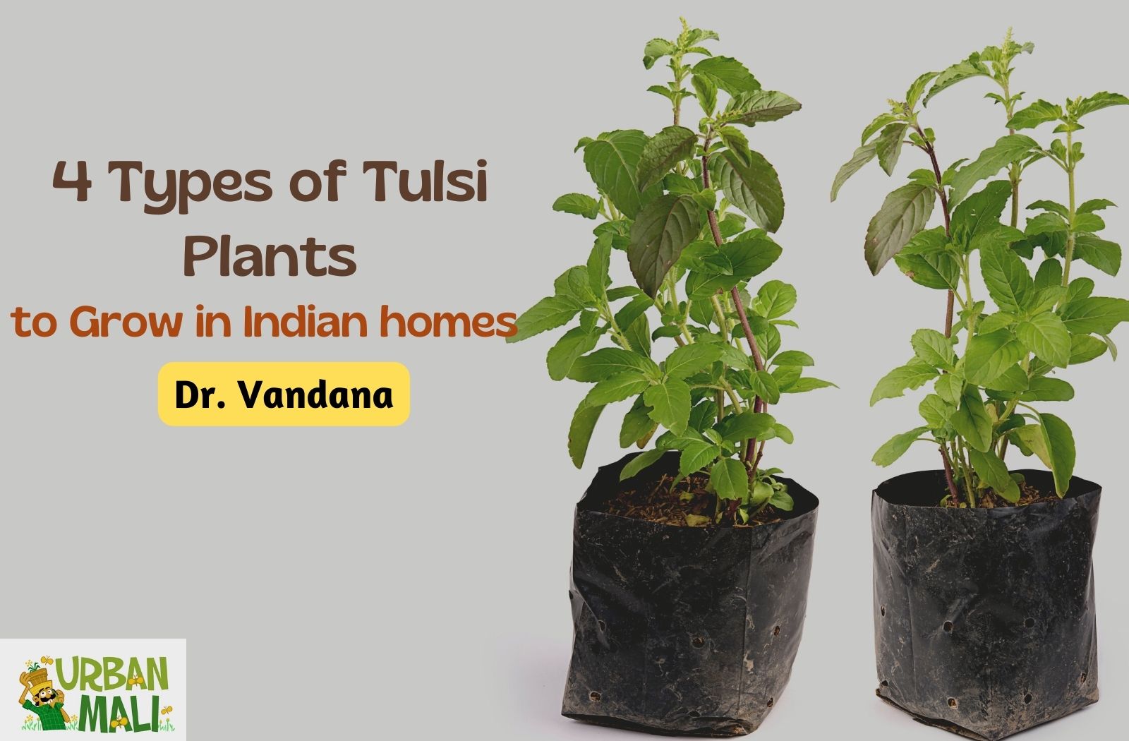 4 Types of Tulsi Plants to Grow in Indian homes UrbanMali