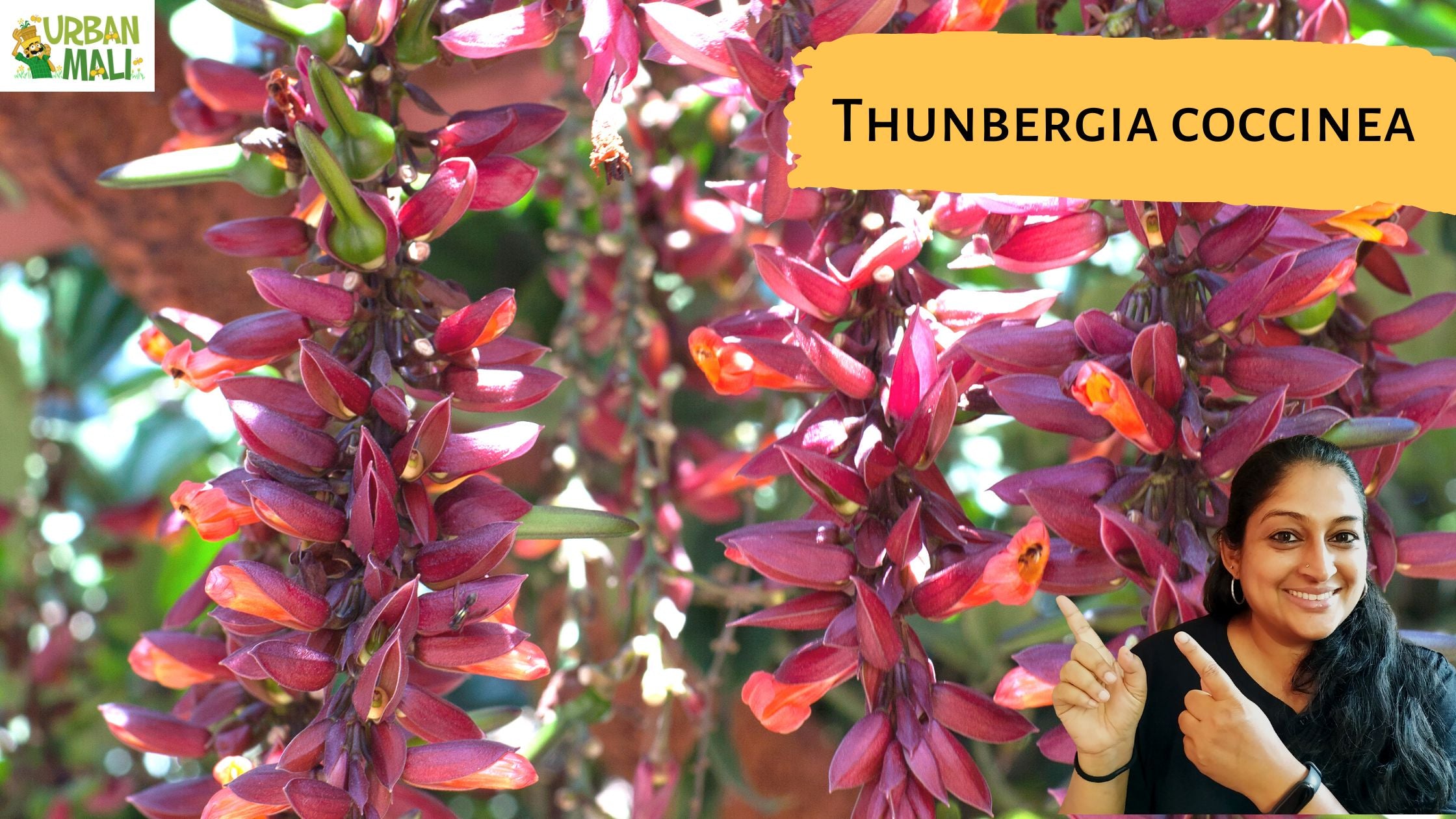 thunbergia propagation