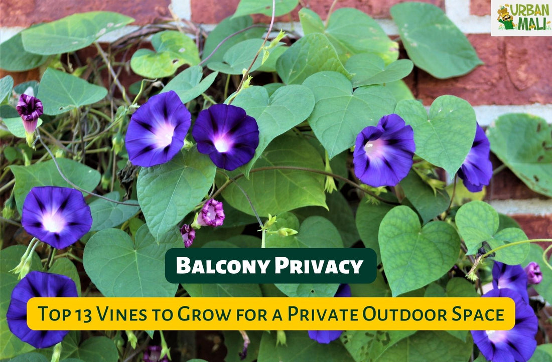 Balcony Privacy: Top 13 Vines to Grow for a Private Outdoor Space