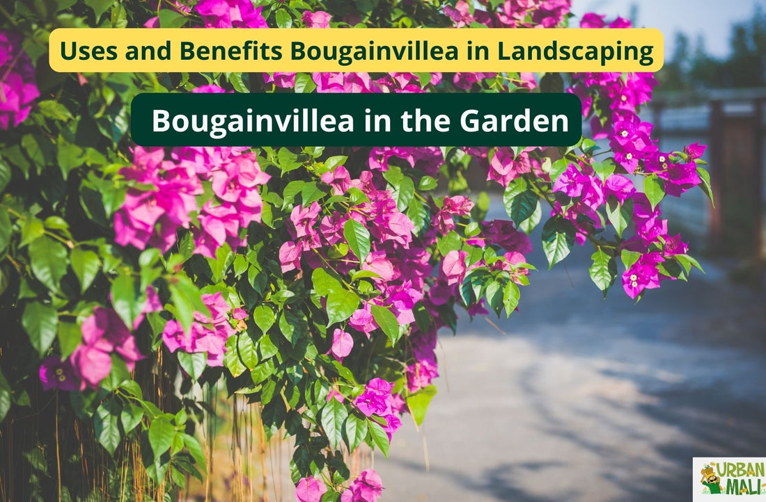 bougainvillea benefits