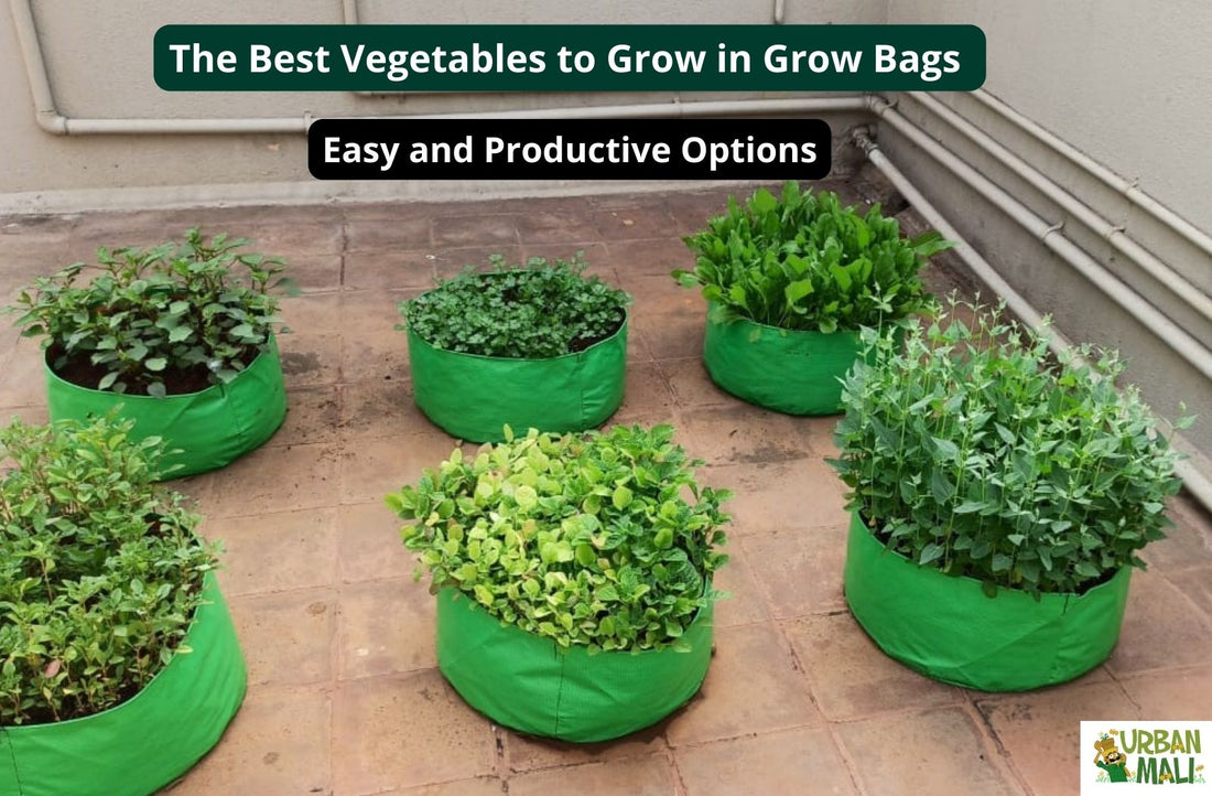 Vegetable Growing Bag - 3 Pack | Tulip World | 11116