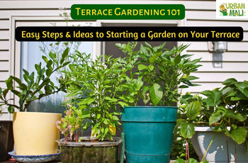 Terrace Gardening 101: Easy Steps & Ideas to Starting a Garden on Your ...