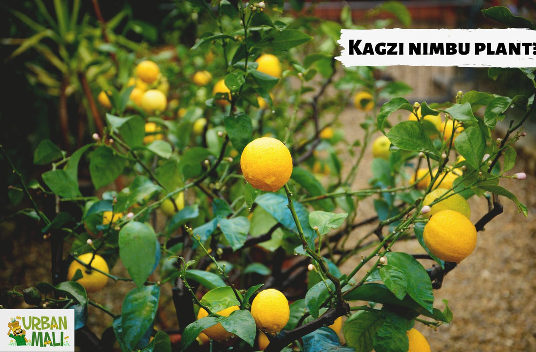 Kagzi nimbu plant