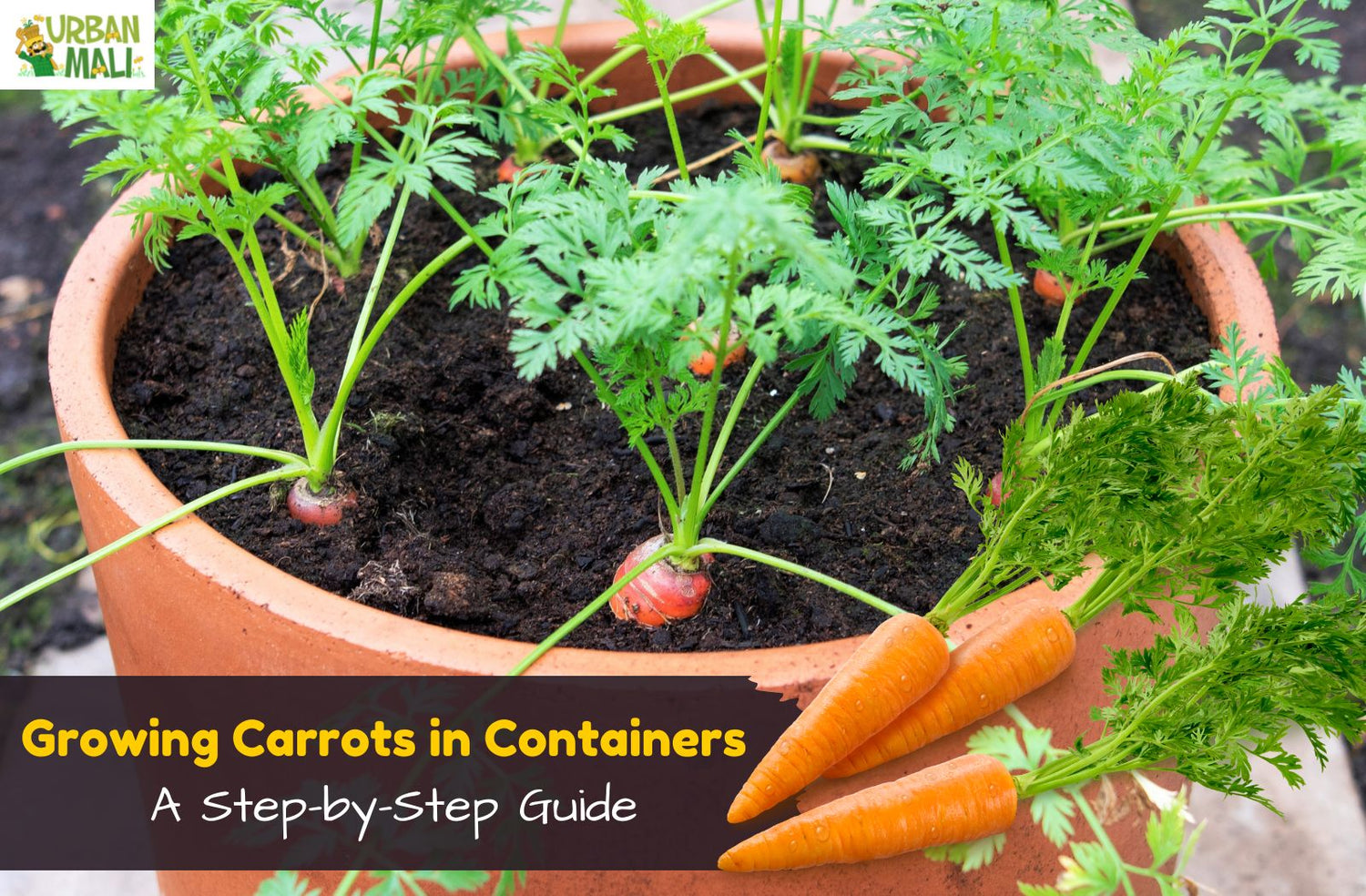 Fresh carrots growing in a container garden for beginners