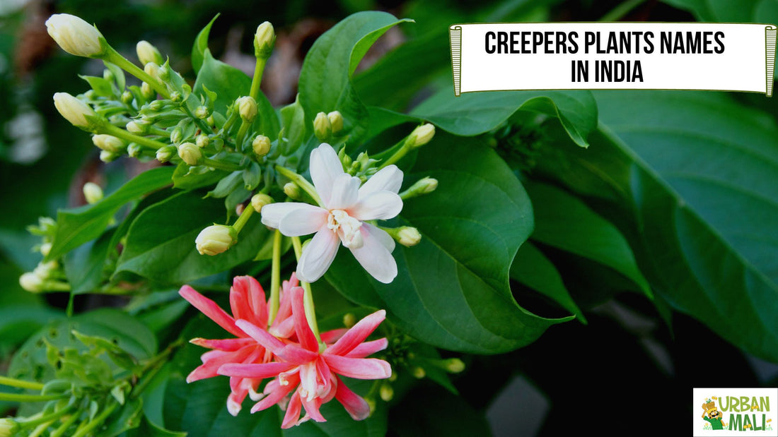 Creepers name, examples of creeper plants, क्रीपर्स प्लांट्स नेम